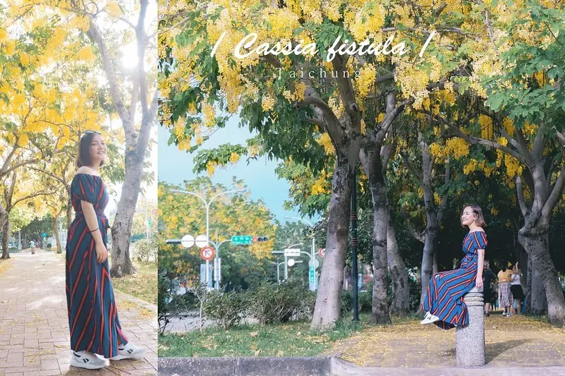 台中IG打卡景點｜興大路阿勃勒花大道｜中興大學黃金雨隧道｜拍照點pose教學