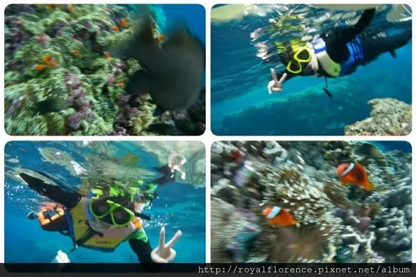  [遊記] 蘭嶼 東清浮潛 逛尼莫小丑魚社區！跳港！