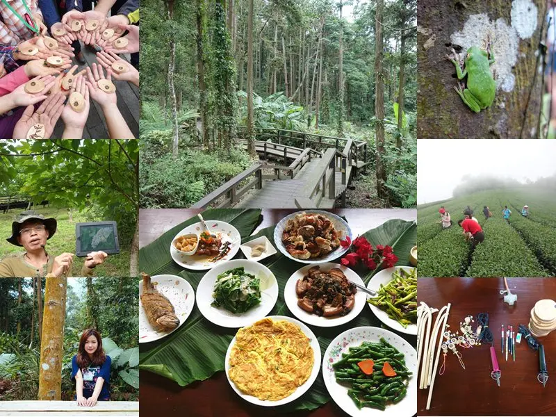 嘉義阿里山國家風景區|土匪守護山林生態體驗，龍美景觀步道、山林午餐饗宴、茶園秘境，寓教於樂一日遊。