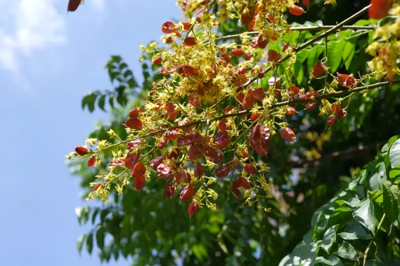 秋之風華，戀戀欒樹情在2018，台灣欒樹開花結果了，紅褐小燈泡高高掛，美極了！
