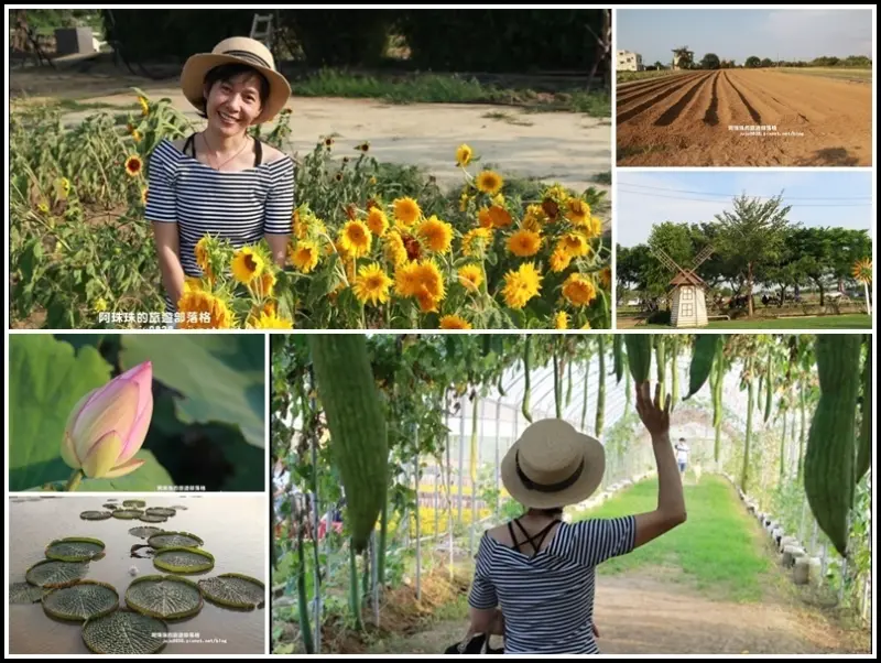 2019桃園觀音蓮花季。絲瓜隧道好療癒。順遊向陽農場