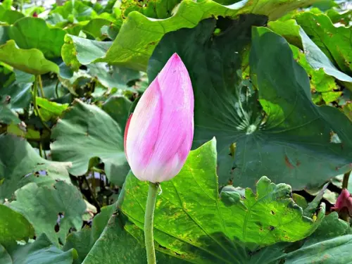 【2017觀音蓮花季】荷浪桃桃。樂遊蓮池．獨家大宅門布袋戲變臉秀              