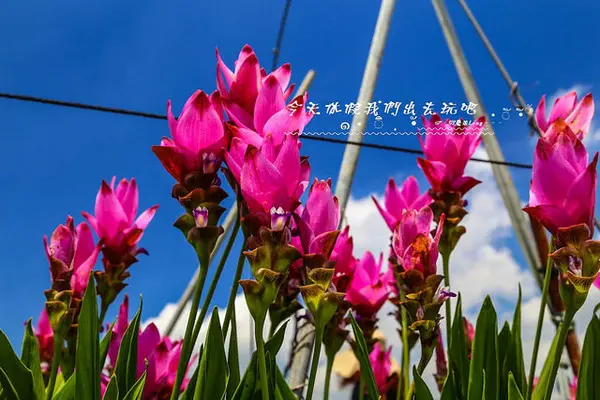 [ 彰化⊙田中]薑荷花。限定花田。粉嫩中不帶嬌羞