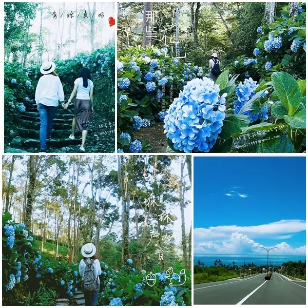 【台東  秘境】台東太麻里金針山│繡球花季節限定│青山農場咖啡