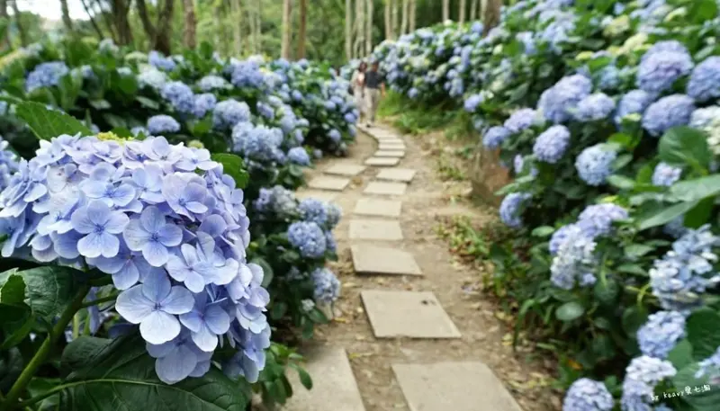 ★台東太麻里★【青山農場】繡球花步道美麗盛開。