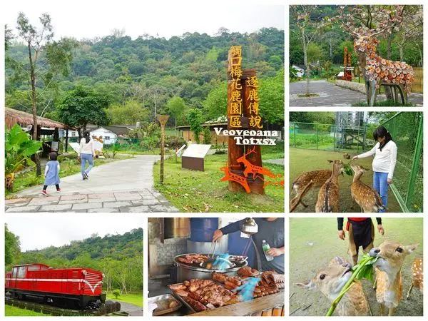 {嘉義景點}嘉義阿里山親子景點推薦：「逐鹿部落」不用到奈良就可以近距離餵鹿體驗，還有「優格哇獅」原住民市集，享受竹筒飯、山豬肉傳統美食