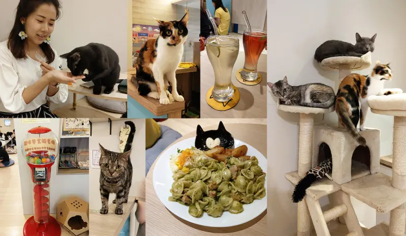【板橋美食】貓欸Camulet  互動餵食好有趣 餐點好吃 貓耳朵麵 先預約 貓咪餐廳 捷運新埔