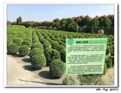 彰化縣-田尾鄉-波波草+溪湖鎮-阿秀羊肉爐