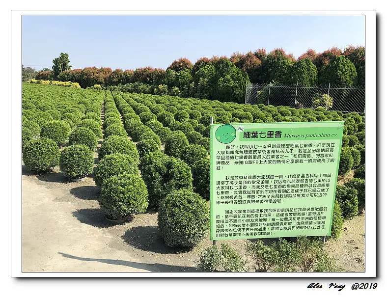 彰化縣-田尾鄉-波波草+溪湖鎮-阿秀羊肉爐