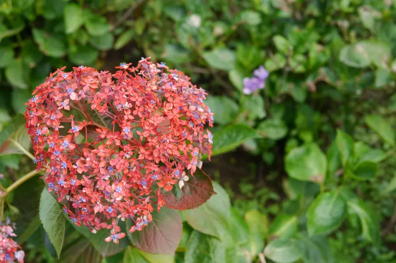 繡球花爆開的竹子湖，美的破表：午後陽光繡球花園、大梯田繡球花園、高家繡球花田2018年6月9日最新花況