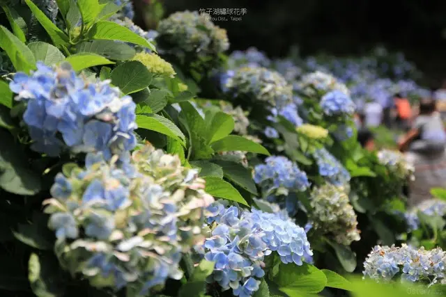 台北。北投。遇見初夏朵朵飽滿的希望 / 2017 繡球花季