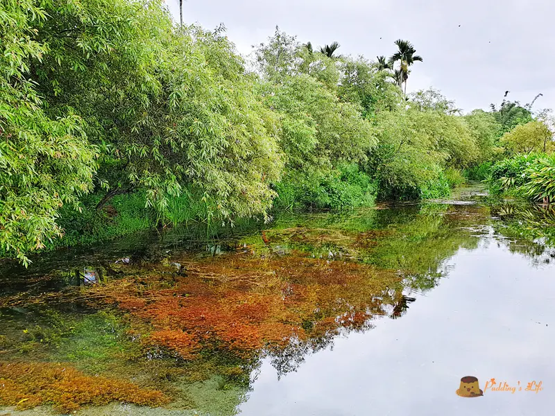 【花蓮旅遊】光復-秘境藍眼淚《拉索埃湧泉生態園區》尋找千年傳說神鳥的眼淚