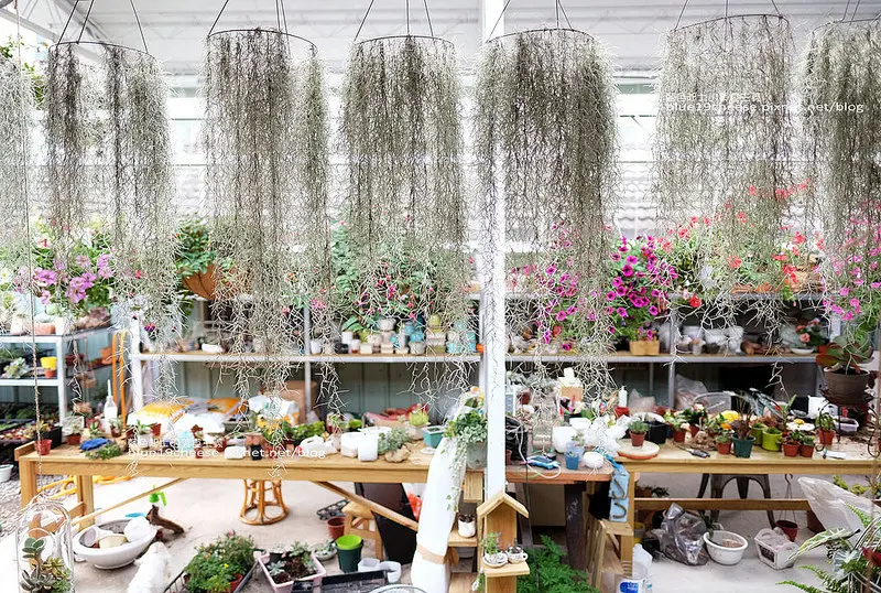 【台中北區】多肉啡揚-療癒系多肉植物.咖啡茶品甜點鬆餅下午茶.多肉組合教學.弘象企業有限公司對面 - 藍色起士的美食主義