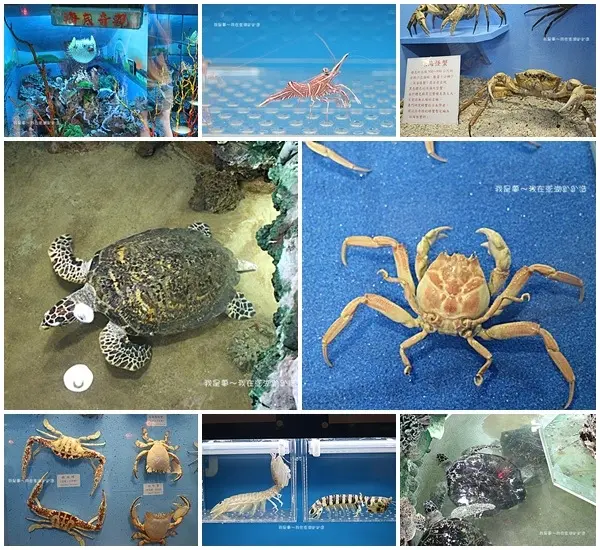 『2017澎湖四天四夜之旅』～大義宮蓮花珊瑚洞／竹灣螃蟹博物館
