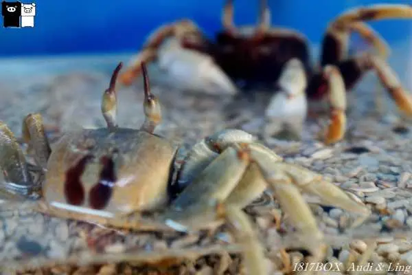 【澎湖。西嶼】千奇百怪。總類多到數不清。竹灣螃蟹博物館。海綿寶寶蟹老闆現身