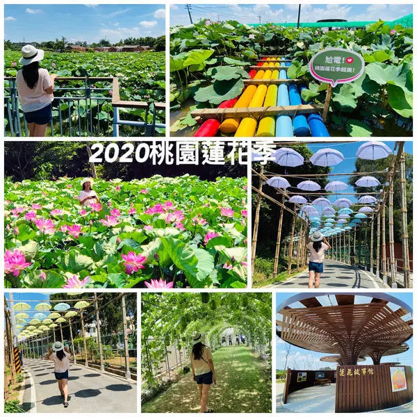 2020桃園蓮花季│觀音新五大美拍場景│蓮花故事館│魚鴨花瓜生態蓮花田│幸福村牛肉麵食館│桃園觀音美食一日遊