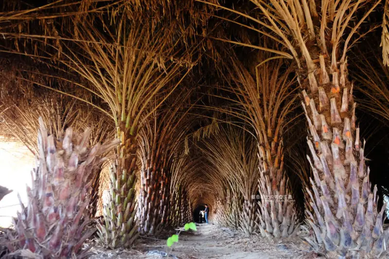 台中大肚│中東海棗田-隱藏在大肚落羽松旁的IG打卡秘境 - 藍色起士的美食主義