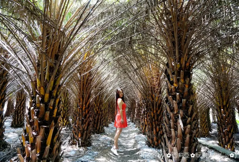 【台中。大肚區】哇嗚～台中最新好拍秘境點！眼前這般交錯樹葉錯落有致的『中東海棗田』，這絕美景色絕對值得霸佔你的IG版面啊～