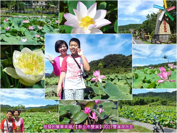 ﹝新北市雙溪遊記﹞2017雙溪荷所在　大台北地區最清幽的後花園，7.5公頃荷花花海盛開中～ 　／雙溪新亮點／雙溪荷花田／上林里荷花園／雙溪景點
