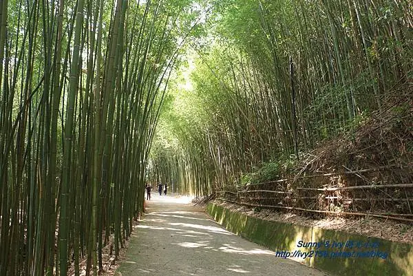  烏嘎彥竹林祕境 /美食窩客 ivy lan 提供，未經許可不得轉載。