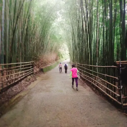 遊記：{苗栗泰安} 台北京都 嵐山竹林隧道 烏嘎彥竹林+玉佛─法雲禪寺一日遊