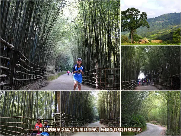 ﹝苗栗縣泰安遊記﹞烏嘎彥竹林　探訪傳說中，台版京都嵐山竹林隧道秘境的幽靜之美～　／泰安景點／清安豆腐街
