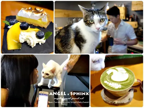 「花蓮市」喵喵手做甜點咖啡屋 ❤ Ngchus 晤子café cake