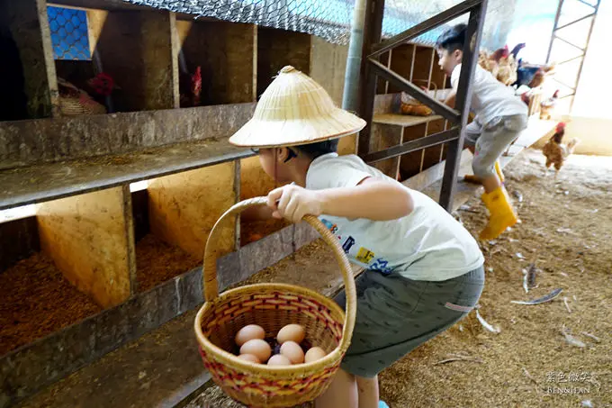 台中住宿▋初心旅行農莊~ 讓孩子接觸大自然、感受昔日農家養雞、撿雞蛋的樂趣