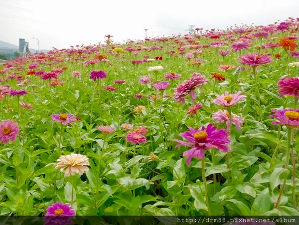 『驚艷關渡 花現新大地 2017 關渡花海節』8/25開幕，搶先看，賞花，野餐，IG打卡新景點，交通，接駁車，台灣微旅行