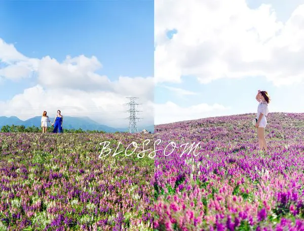 台北關渡｜2017關渡花海，花現新大地，超美天使花驚豔全場，IG必打卡！台北IG景點/台北好玩