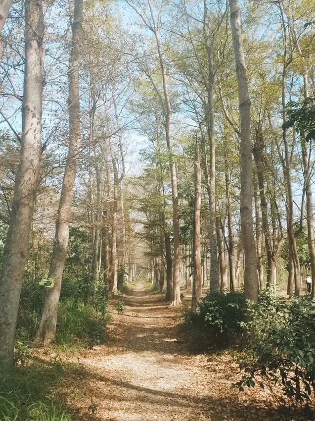 網美必拍台南免費夢幻系打卡景點 #虎山森林步道/ WalkerLand窩客島整理提供 未經許可不可轉載