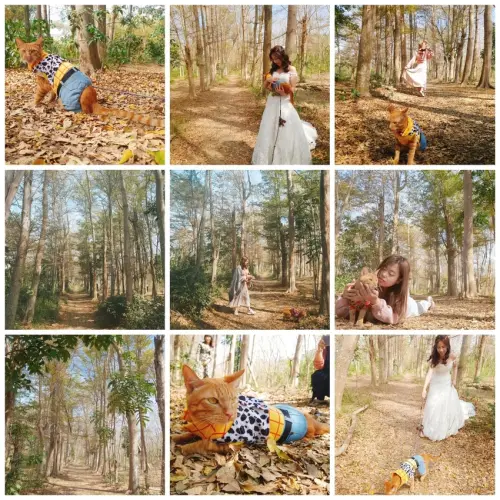 【台南.仁德】免費景點可帶寵物。虎山林場超美的樹蔭大道。拍網美照的最佳去處