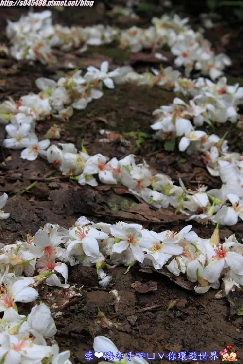 【桃園▍賞桐】龍潭小粗坑步道賞桐ღ白雪紛飛，美到無話可說