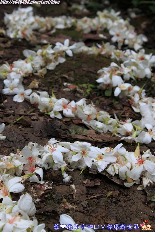 【桃園▍賞桐】龍潭小粗坑步道賞桐ღ白雪紛飛，美到無話可說