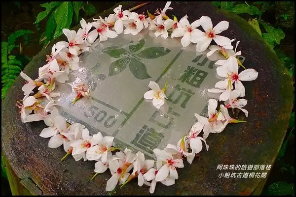 桃園龍潭。小粗坑古道落花流水桐花情
