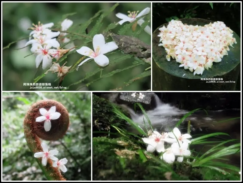桃園。小粗坑古道一個人賞桐花