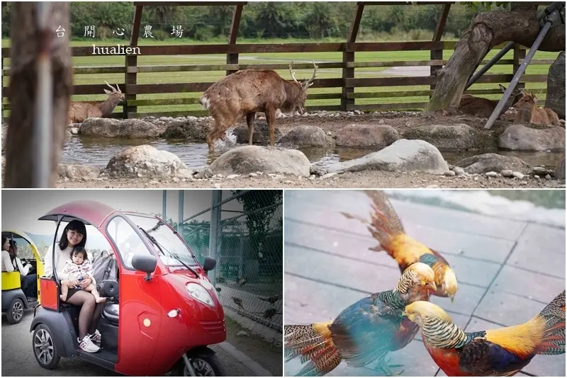 【花蓮景點】台開心農場｜洄瀾灣開心農場｜免門票｜花蓮親子遊｜