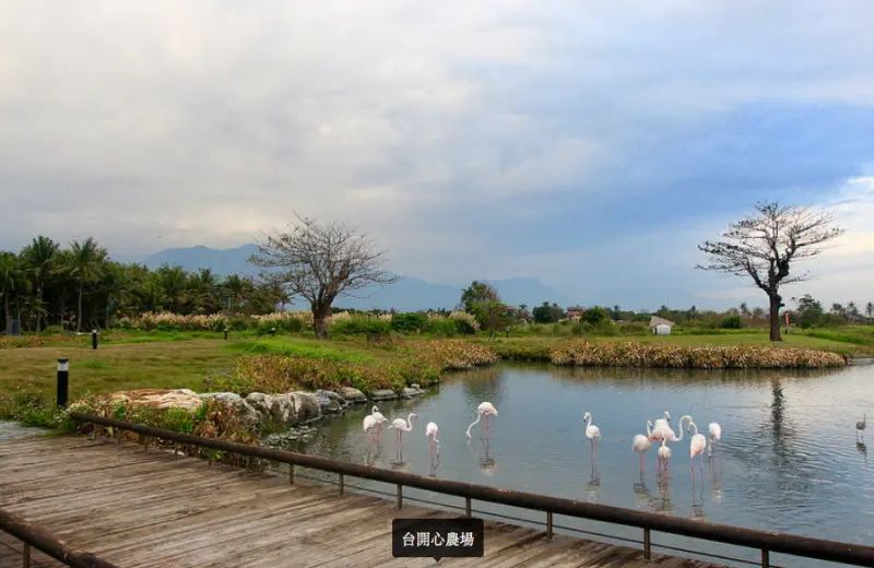 夕陽下，人約黃昏後：台開心農場「近觀海景、遠眺山景」（花蓮市近郊不能錯過的景點）