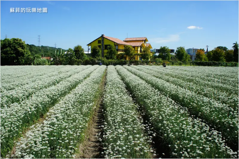 【桃園旅遊】大溪韭菜花田,浪漫九月雪