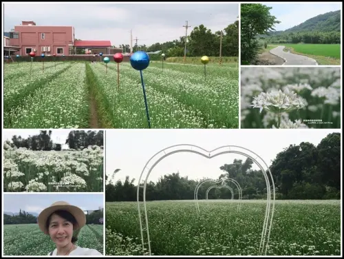 2019大溪韭菜花季九月雪浪漫登場