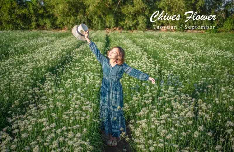 2019桃園大溪韭菜花海 |桃園季節限定九月雪  | 秘密女孩 Viki