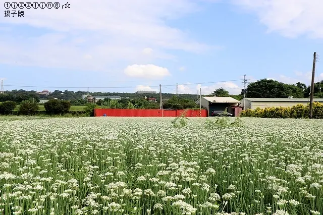 2020桃園大溪韭菜花田｜中庄調整池｜桃園大溪落羽松大道就在落羽松路｜桃園平鎮吃米干店～