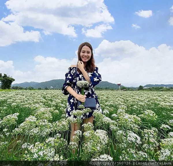 【桃園大溪/景點】2020季節限定-九月雪又來啦★桃園下起韭月雪☆大溪韭菜花田(附上10/05花況)