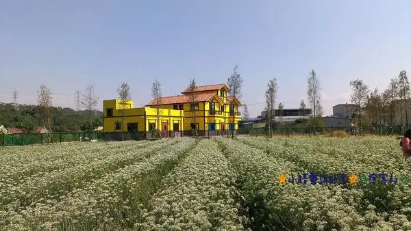 ※寵物友善餐廳※大溪韭菜花田，大溪老茶廠，Okane餐廳★小精靈胡扯蛋★2015.09.13