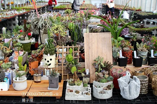 看了超有療癒性的多肉植物，桃園。荳荳。多肉植物與小雜貨&2017桃園第三屆花彩節～