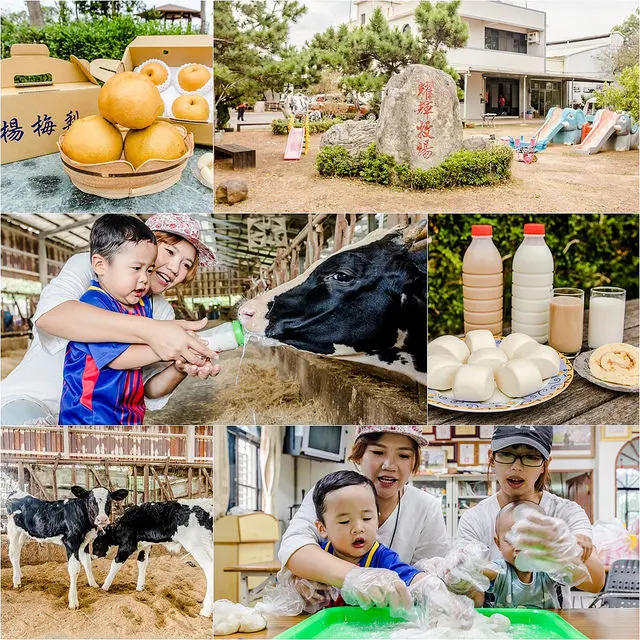 【好近 桃園】隱藏版桃園秘境休閒農場「心」體驗之一「耀輝牧場」餵牛去