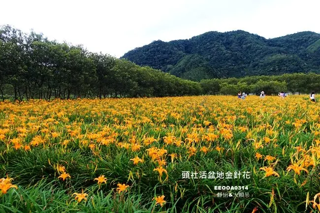 南投日月潭金針花 ▶ 頭社活盆地金針花 ▶ 日月潭也有金針花海可以美拍 向日葵、蝶豆花迷宮
