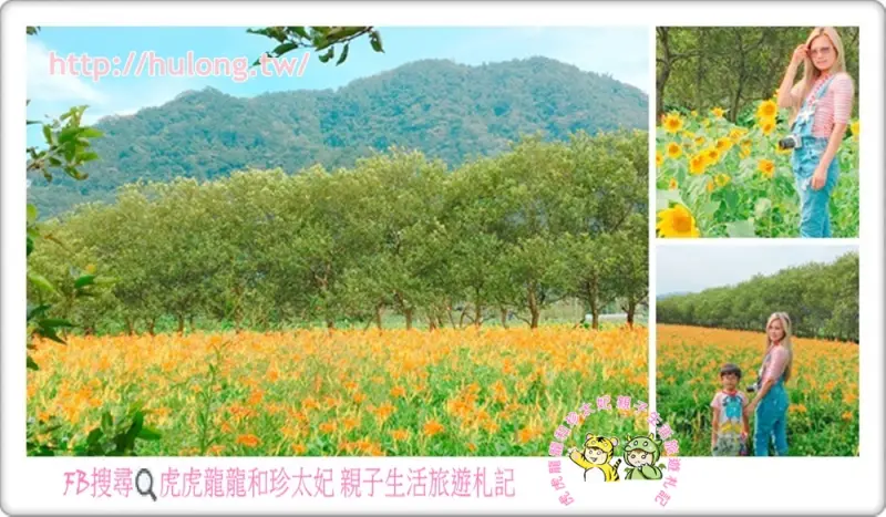 日月潭 頭社金針花海活盆地||蝶豆花迷宮🔹手搖船🔹