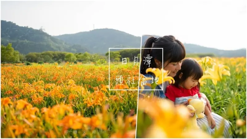 ▌日月潭 ▌2020日月潭金針花季。頭社活盆地看彩色金針花海！上千品種花色美不勝收  花期開始啦（每年5月至10月 ）