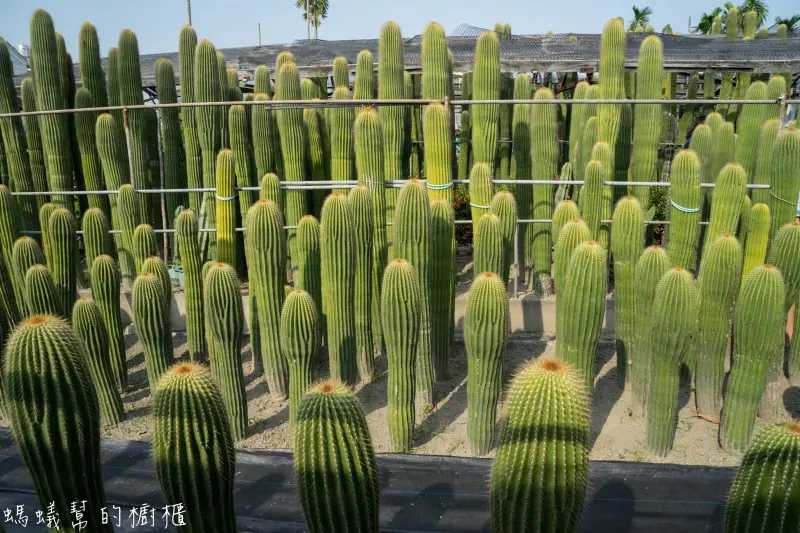 田尾農村仙人掌|超療癒感仙人掌園區，各式不同品種形狀，整片比人高仙人掌就隱身在田尾巷弄裡。